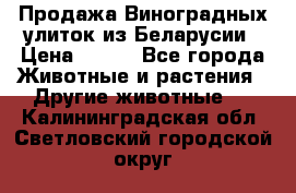 Продажа Виноградных улиток из Беларусии › Цена ­ 250 - Все города Животные и растения » Другие животные   . Калининградская обл.,Светловский городской округ 